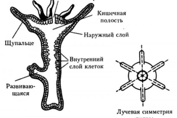 Кракен на сегодня зеркало