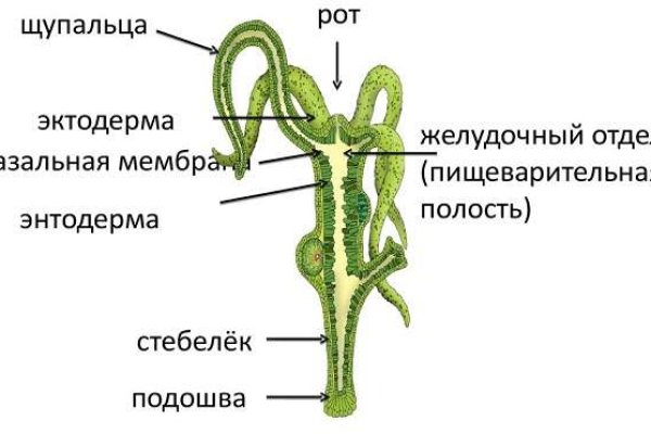 Русские ссылки тор браузера omg omg