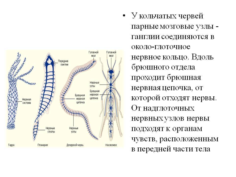 Kraken зеркало тор